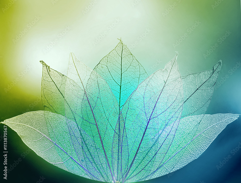 Poster white transparent skeleton leaves with beautiful texture on green blue abstract background close-up 