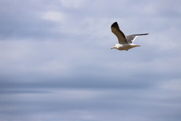 seagull in flight, Larus occidentalis
アメリカオオセグロカモメ