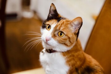 close up of a cat
三毛猫