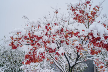 가을 단풍에 흰눈