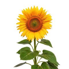 Sunflower bloom with transparent background nature close-up
