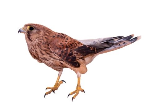 Common Kestrel Falcon Isolated on transparent Background. A Close-Up of a Majestic Bird of Prey. Detailed Feathers and Sharp Beak. Wildlife