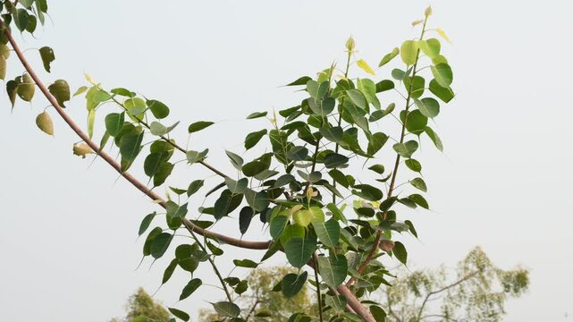 Sacred Fig Tree, Pipal Tree, Bohhi Tree, Bo Tree, Peepul, Heart Shape Green Bodhi Leaf Background
