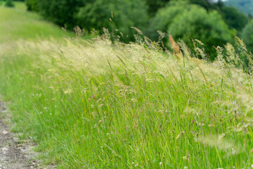 Summer meadow with green grass and flowers