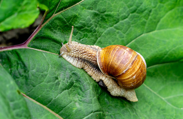 Big snail on the green leaf