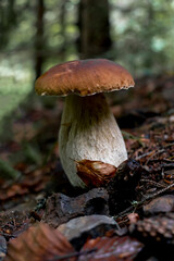 Big broun cep mushroom in the forest