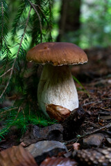 Big broun cep mushroom in the forest