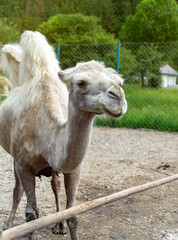 Fototapeta premium A portrait of white camel