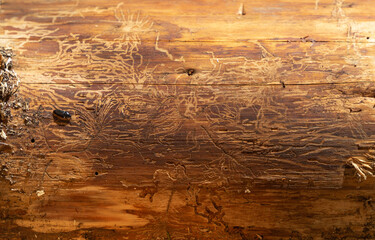 Texture of the wood surface under bark