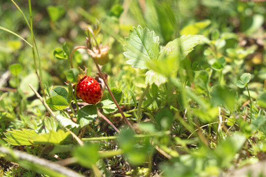 Wild strawberrys in their nature environment