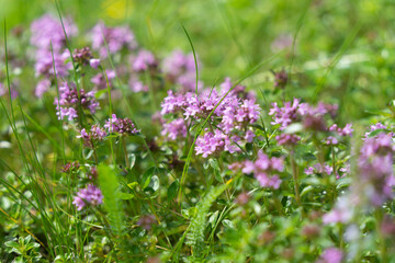 Purple background of a thymus flowers