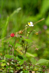 Wild strawberrys in their nature environment