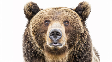 Portrait of a Surprised Grizzly Bear: Close-up, isolated on a white background.
