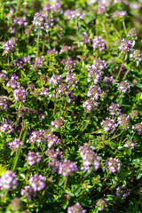 Obraz premium Purple background of a thymus flowers