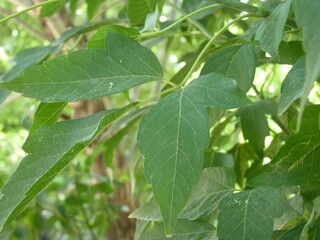 Leaves of Life: A Natural Reflection of Türkiye's Green Passport, Symbolizing Growth, Freedom, and the Endless Opportunities to Explore the World.