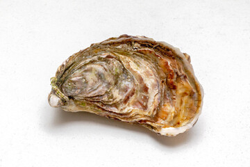 One Closed Fresh Oyster Shell at Table Seafood