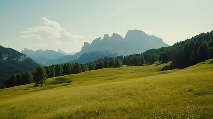 Majestic grassy hills adorned with tall green trees picture