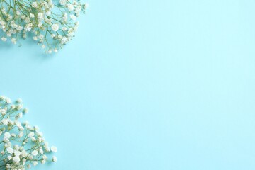 Top view photo with gypsophila flowers on white background 