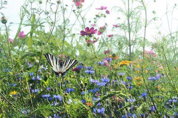 Schmetterling 1201 © K.-U. Häßler
