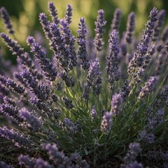 The soft fuzz on the leaves of a lavender plant.  