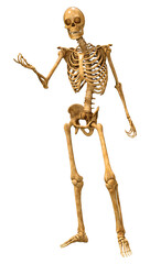 3D Rendering Human Skeleton on White