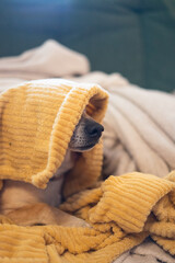 Dog on the sofa at home with a blanket.