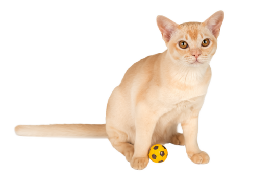 Burmese cream cat sits and plays with a ball on a transparent background.