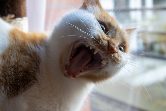 Gros blanc d'un chat blanc et roux en train de bailler