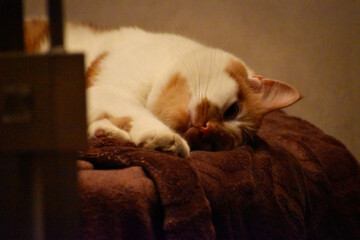 Chat roux et blanc couché sur un plein au chaud