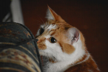 Chat roux et blanc focalisé sur un point