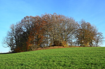 Baumgruppe auf einem Feld