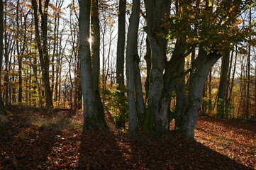Buchenwald im Herbst mit Sonne
