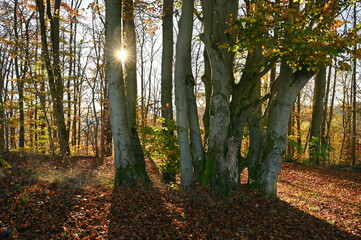 Buchenwald im Herbst mit Sonne
