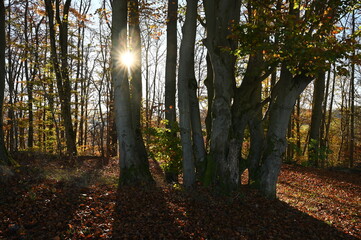 Naklejka premium Buchenwald im Herbst mit Sonne