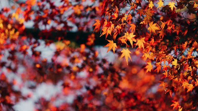 Dramatic view of maple leaves on a tree swaying in wind in autumn or fall, Nature or outdoor