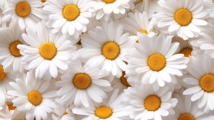 White daisies in circular arrangement on pale pink background