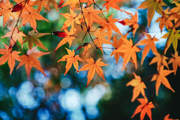 Stunning Autumn Maple Leaves in Vibrant Shades of Orange Hanging Against a Soft Focus Background of Green Bokeh, Perfect for Nature and Seasonal Photography Themes