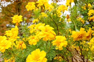 鮮やかな黄色のマリーゴールドの花