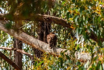 Male Brown Falcon In A Tree