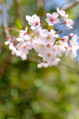 桜