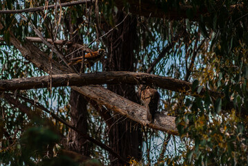 Pair Of Brown Falcons In A Tree