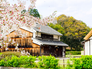 桜と古民家