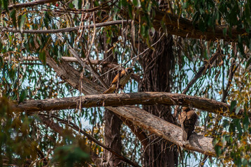 Pair Of Brown Falcons In A Tree