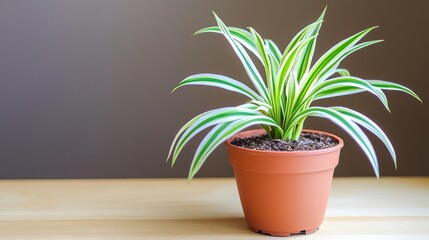 Obraz premium Spider plant watered deeply once a week, then allowed to dry slightly for balance