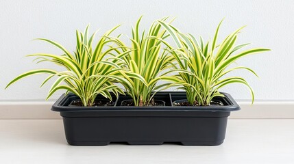 Obraz premium Spider plants on a drip tray, preventing water from pooling at the roots