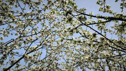 cherry orchard in spring in Vojvodina province