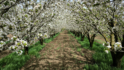 Fototapeta premium cherry orchard in spring in Vojvodina province