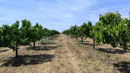 cherry orchard in spring in Vojvodina province
