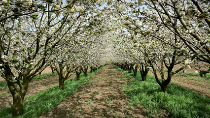 Fototapeta premium cherry orchard in spring in Vojvodina province