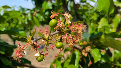 cherry orchard in spring in Vojvodina province